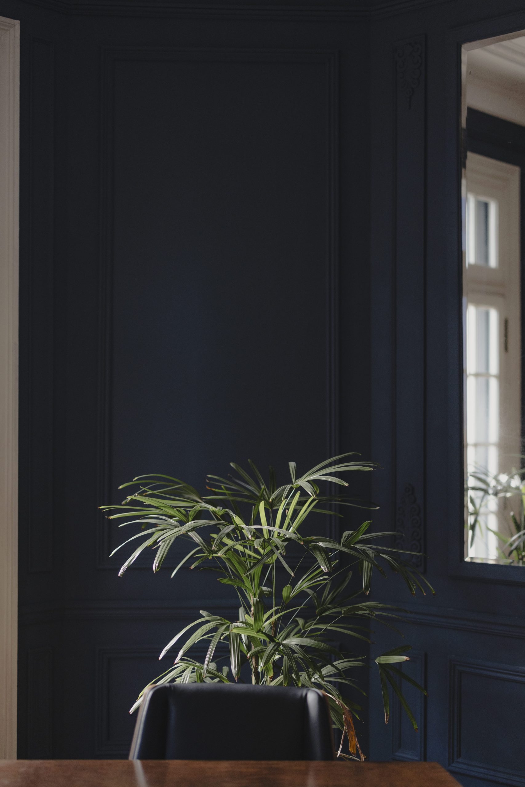 planta scaled